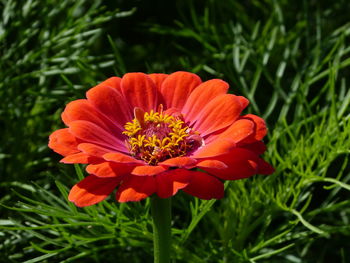 Close-up of red orange flower