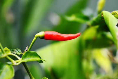 Close-up of red chili peppers on plant