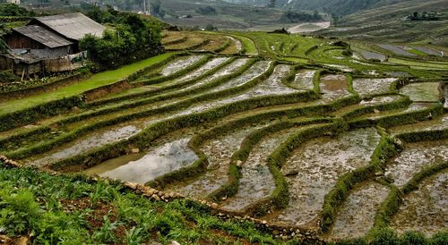 Scenic view of agricultural field