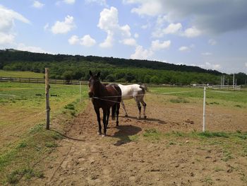 Horse standing in ranch