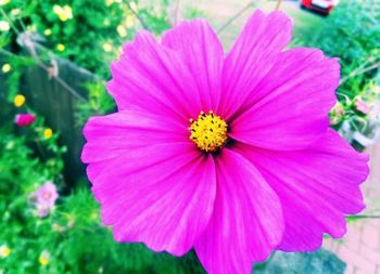 Close-up of pink flower