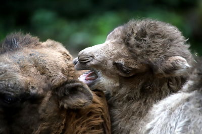 Close-up of two sheep