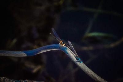 Close-up of dragonfly