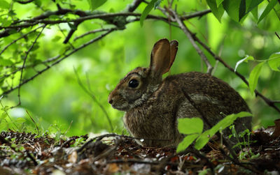 Close-up of lizard on plant