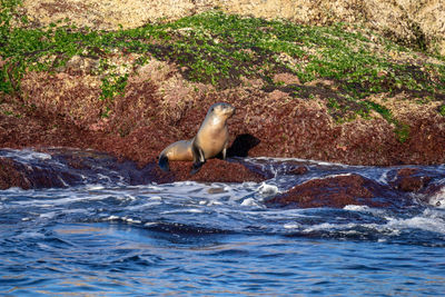 Side view of duck in sea