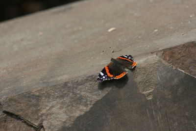 High angle view of butterfly on wood