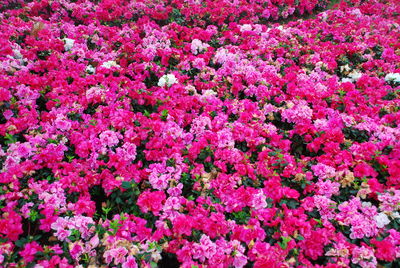 Close-up of pink flowering plants on field