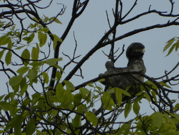 Low angle view of bird perching on tree against sky