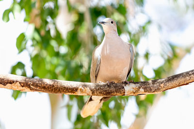 Low angle view of mourning dove perching on branch