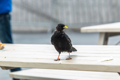 Bird perching on a table