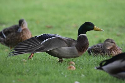 Close-up of mallard duck on field