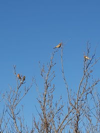 Low angle view of eagle flying against clear blue sky