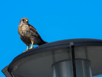 Low angle view of owl perching against clear blue sky