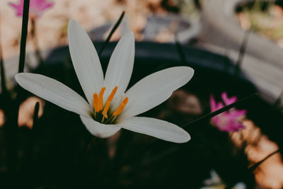 Close-up of white crocus flower