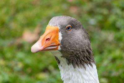 Close-up of a bird