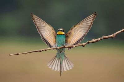 Close-up of bird flying