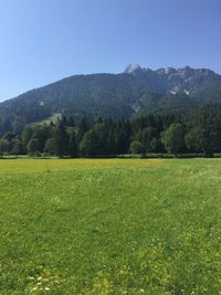 Scenic view of field against clear sky