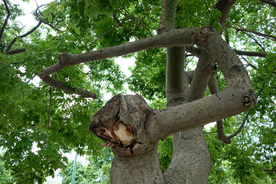 Low angle view of lizard on tree