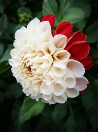 Close-up of red rose blooming outdoors