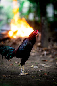 View of a bird on land