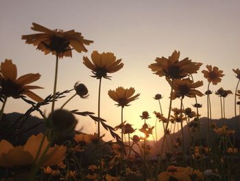 Close-up of yellow flowering plants on field against sky