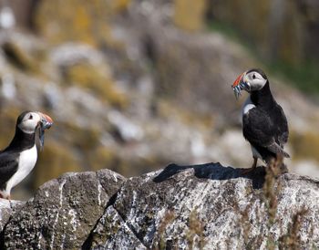 Close-up of bird perching on rock