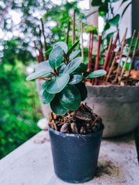 Close-up of potted plant