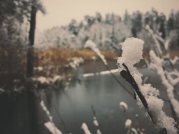 Close-up of frozen plant against sky