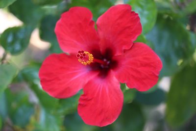 Close-up of red hibiscus blooming outdoors