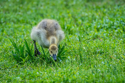 Close-up of young bird on grass