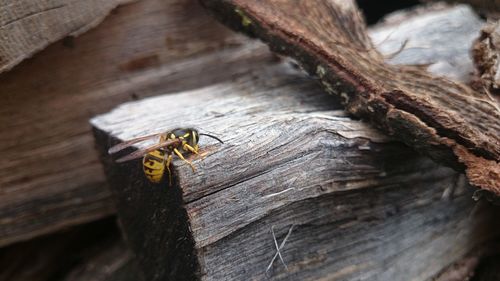 Hornet on wood