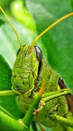 Close-up of insect on leaf