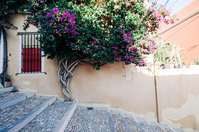 Potted plant against building