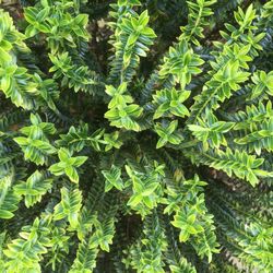 High angle view of plants growing on field