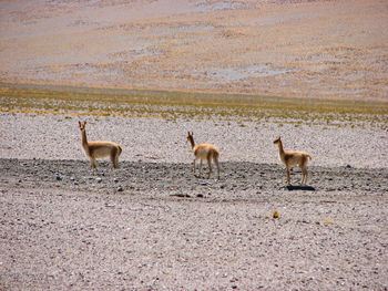 Three vicuna on the side of the road. arid desert.