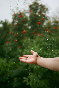 Cropped hand of person against trees during rainy season