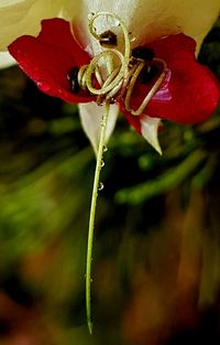 Close-up of insect on red flower