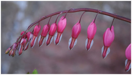 Close-up of pink flowering plants