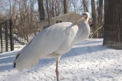 White bird on snow during winter