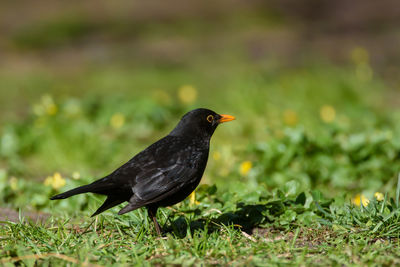 Bird perching on a field