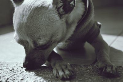 Close-up of a dog sleeping on floor