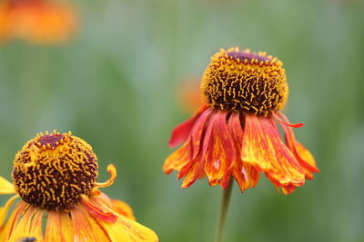 Close-up of wilted flower