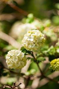 Close-up of white flowering plant