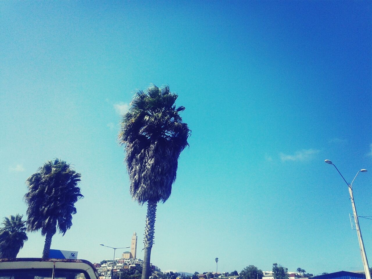 clear sky, low angle view, blue, tree, copy space, growth, nature, palm tree, day, outdoors, no people, building exterior, sky, beauty in nature, street light, sunlight, built structure, branch, architecture, high section