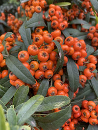 Close-up of fruits on plant