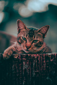 Close-up portrait of tabby cat