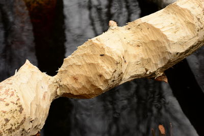 Close-up of tree trunk by wooden log in lake