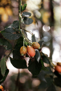 Close-up of fruits growing on tree