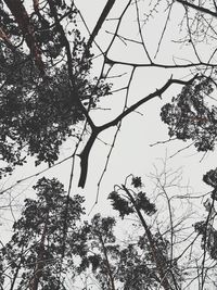 Low angle view of silhouette trees against sky