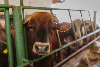 Portrait of cow in pen